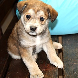 Thumbnail photo of Felicity~adopted! #2