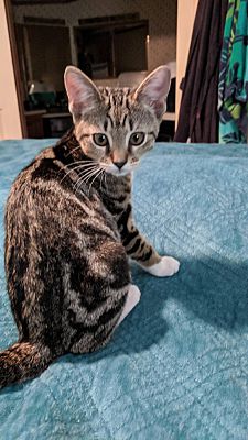 Concord Nc Domestic Shorthair Meet Nutmeg A Pet For Adoption