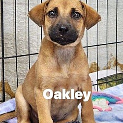 Photo of Oakley