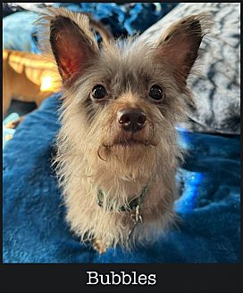 Dog new arrivals bubbles petsmart