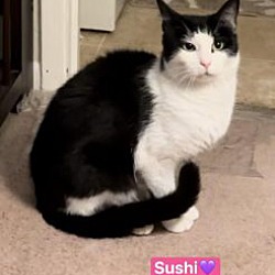 Photo of Sushi