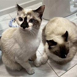 Photo of Siamese Sisters Rosie and Posie
