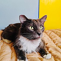 adopt a pet
