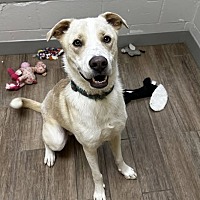 adopt a pet