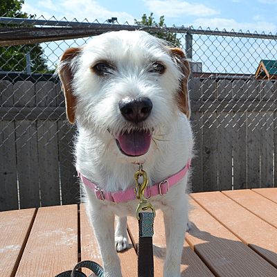 Wheaten terrier jack russell mix hotsell