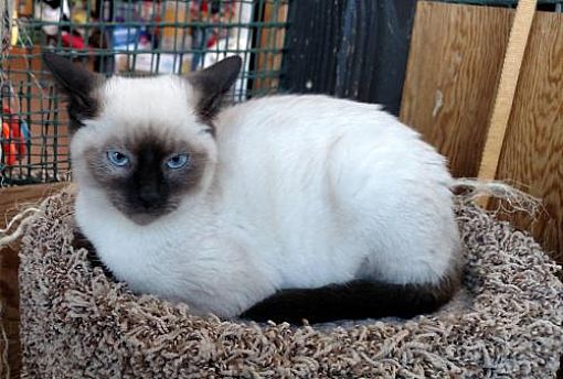 Eugene Or Siamese Meet Monty A Pet For Adoption