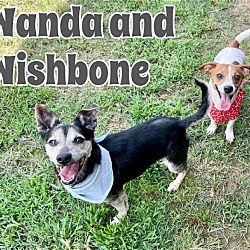 Photo of Wishbone and Wanda BONDED PAIR in Texarkana TX