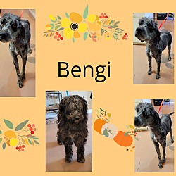 Photo of Bengi