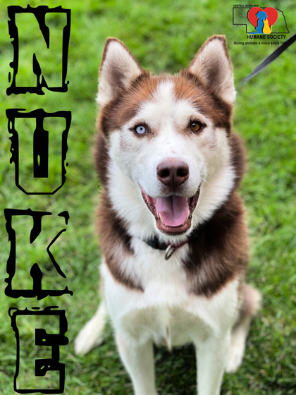 Photo of Nuke