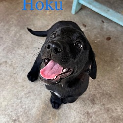 Thumbnail photo of Hoku #1
