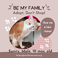 adopt a pet