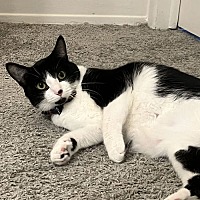 adopt a pet