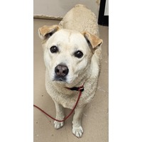 adopt-pet