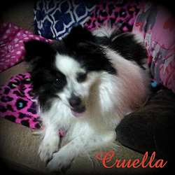 Thumbnail photo of Cruella #4