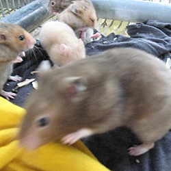 Thumbnail photo of Hamsters(6) #2