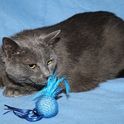Thumbnail photo of Boo Boo (Spayed & Declawed) #2