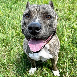 Photo of Shania - Adoption Fee Paid!