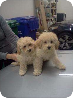 Killingworth Ct Bichon Frise Meet 4 11 Week Old Bichon Poodles