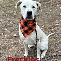 Photo of Freckles 29246