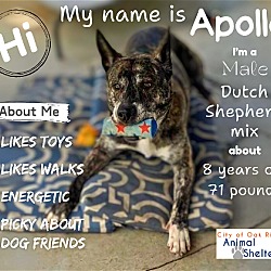 Thumbnail photo of Apollo - $25 Adoption Fee Special #3