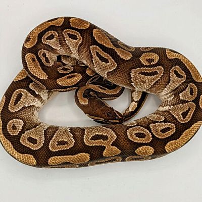 Pefferlaw, ON - Mixed Breed (Medium). Meet Emlyn a Pet for Adoption ...
