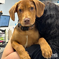 adopt a pet