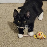 adopt a pet