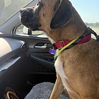 adopt a pet