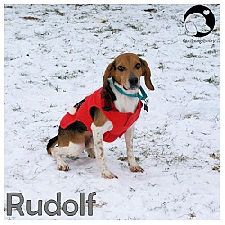 Thumbnail photo of Rudolf #1