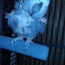 Thumbnail photo of Bacca The African Grey #3