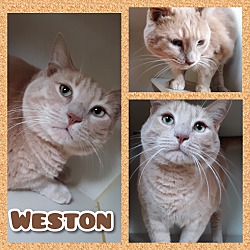 Photo of Weston