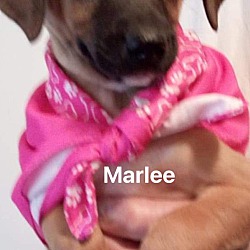 Photo of Marlee