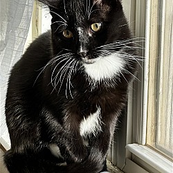 Photo of Kate - (Must be adopted w/Boomer)