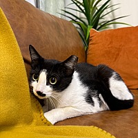 adopt a pet