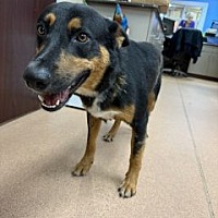 adopt a pet
