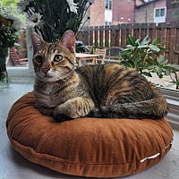 adopt-pet