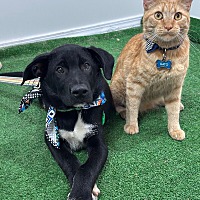 adopt a pet