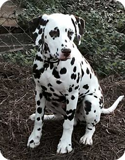 dalmatian puppies for adoption near me