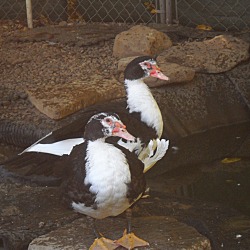 Thumbnail photo of Mr Muscovy #1