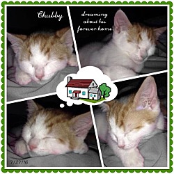 Thumbnail photo of Chubby #2