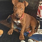 Dachshund Puppies - Dachshund Rescue and Adoption Near You