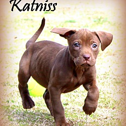 Thumbnail photo of Katniss~adopted! #2