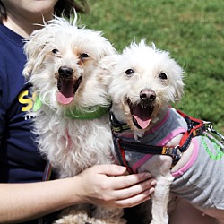 Thumbnail photo of Pooch and Mookie #1