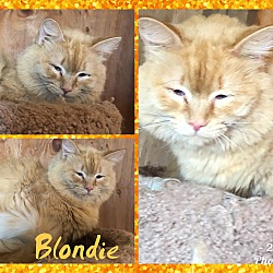 Photo of Blondie