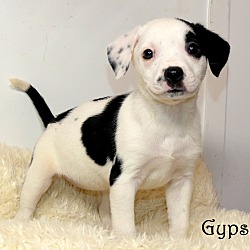 Thumbnail photo of Gypsy~adopted! #2