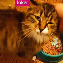 Photo of Joker