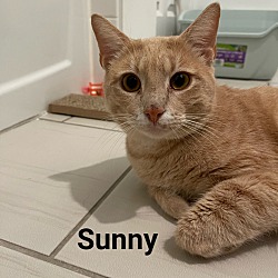 Photo of SUNNY