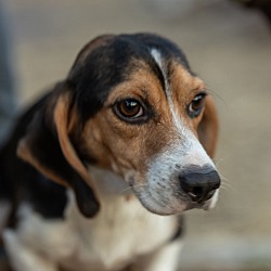 Thumbnail photo of Stella: petite beagle! #1