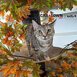 Photo of 104.5 The Cat
