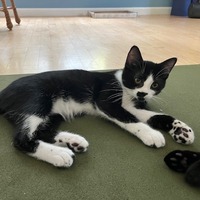 adopt a pet